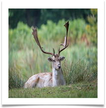 Deer & Dunham - Bill Rigby